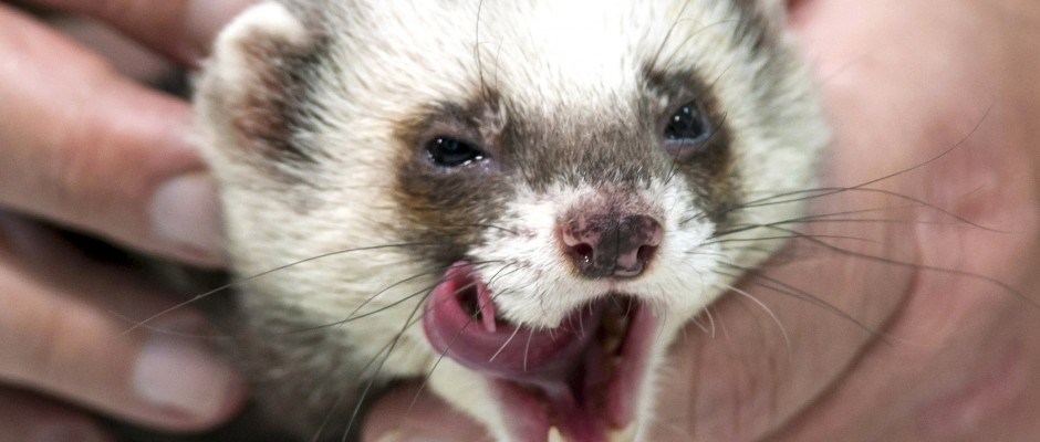 Ferret Fred is seen during a news conference in Kharkiv