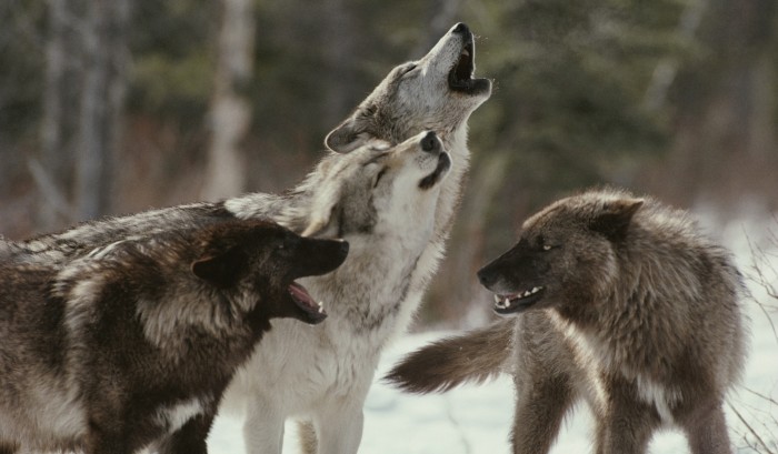 wolf-pack-howling-1