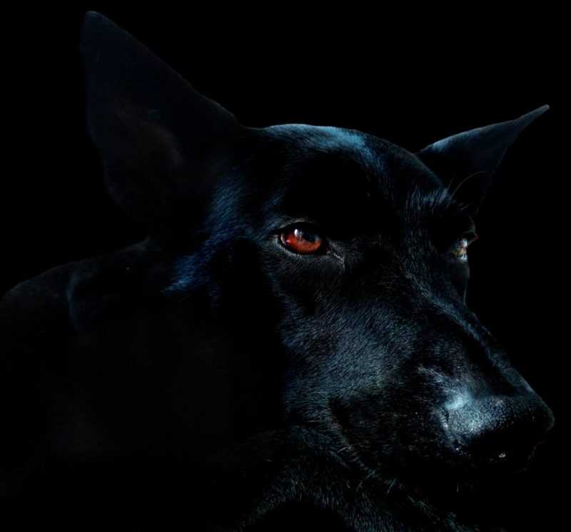 Ako udržať čierneho psa na reťazi: Môj boj s depresiou 1